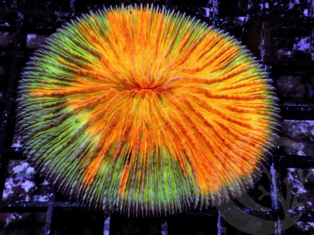 Incredible Mottled Orange Fungia