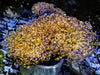 Bright Lemon-Orange Frogspawn