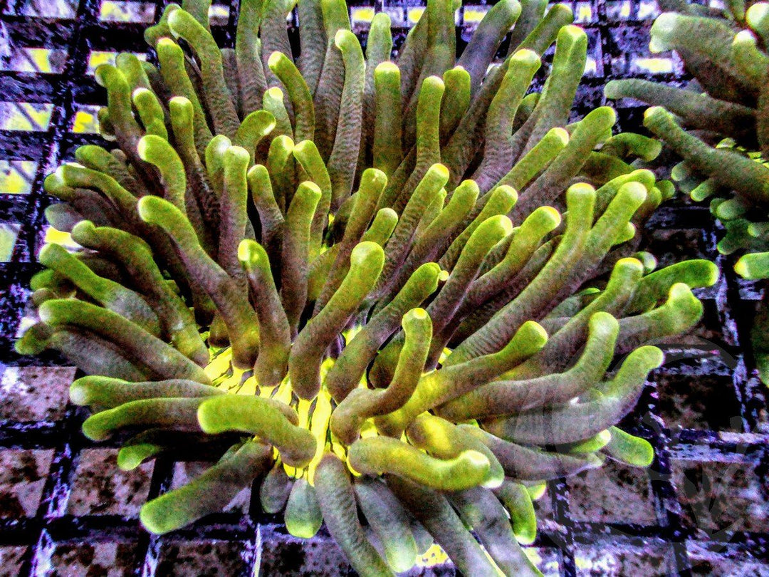 Golden Heliofungia
