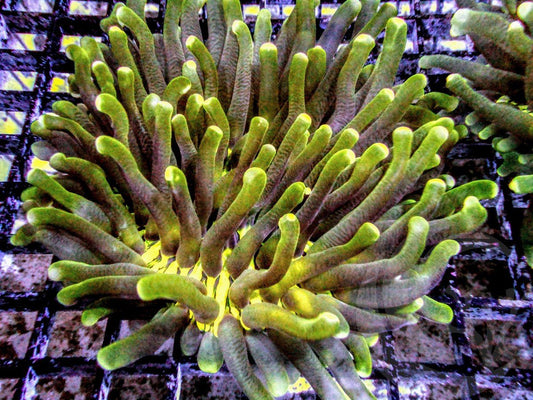 Golden Heliofungia