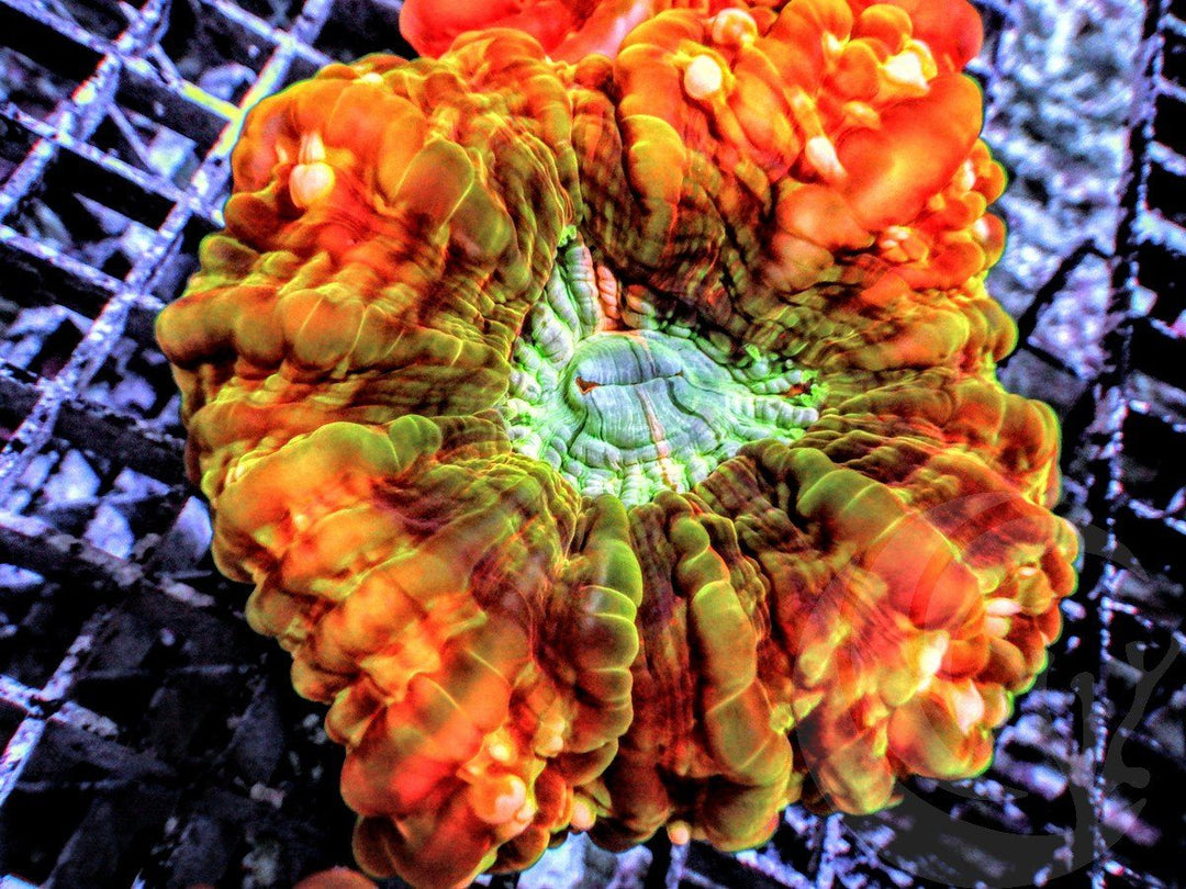 Burnt Orange Krinkled Cynarina