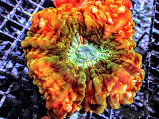 Burnt Orange Krinkled Cynarina