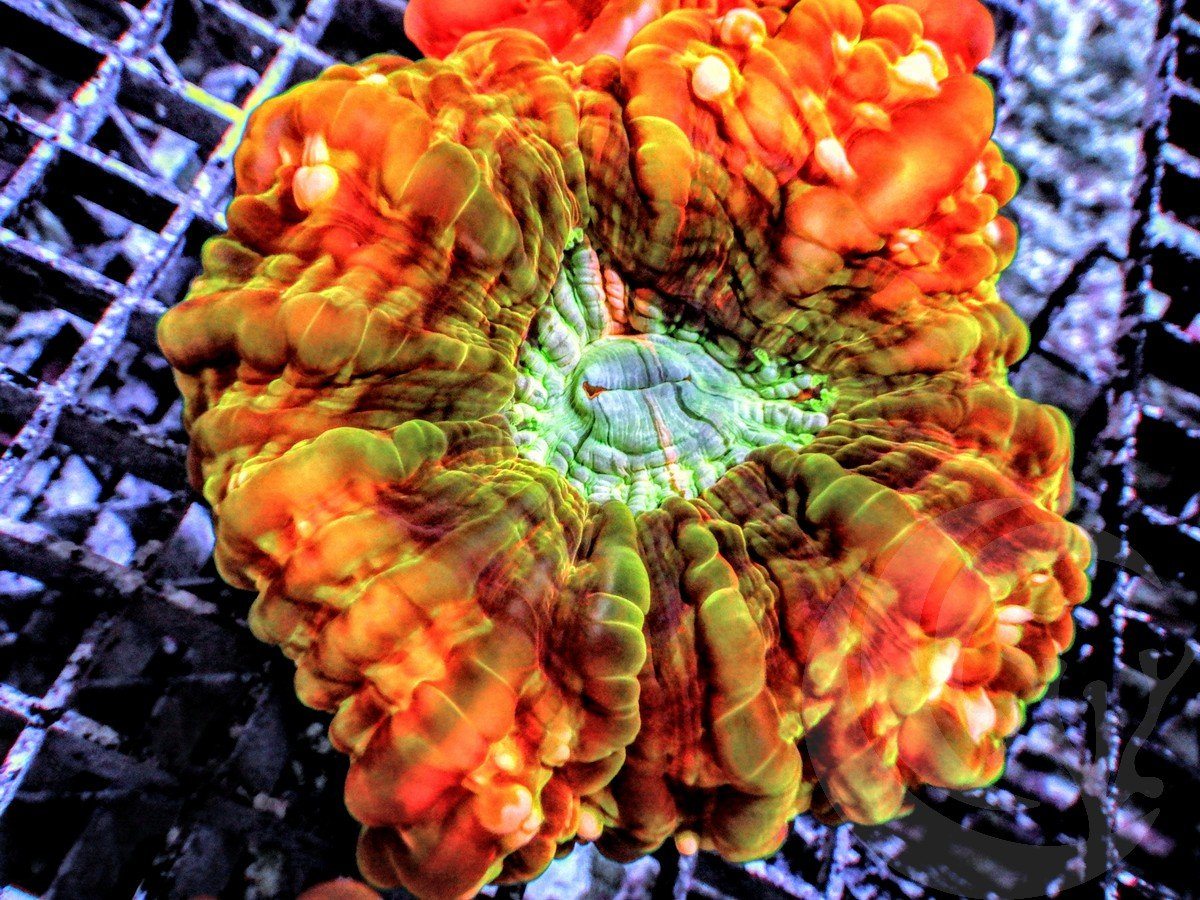 Burnt Orange Krinkled Cynarina