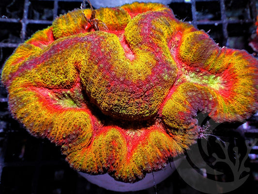 Multicolor Ribbon Symphyllia