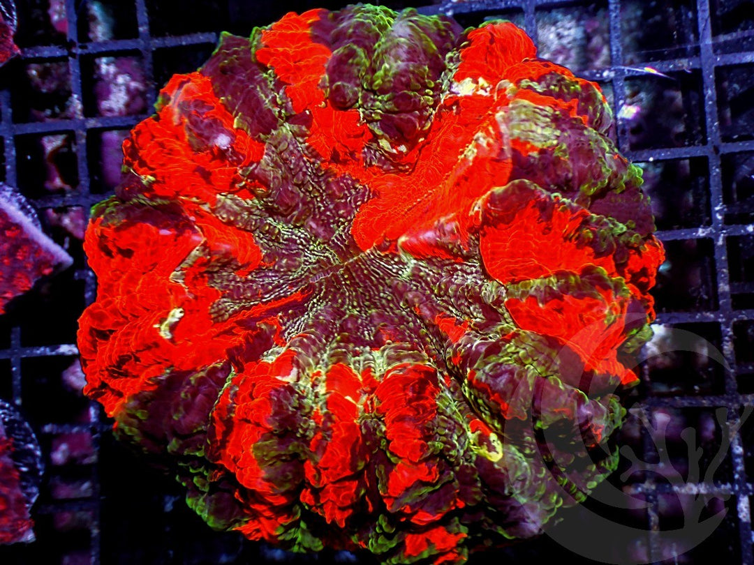 Ultra Rainbow Acanthophyllia