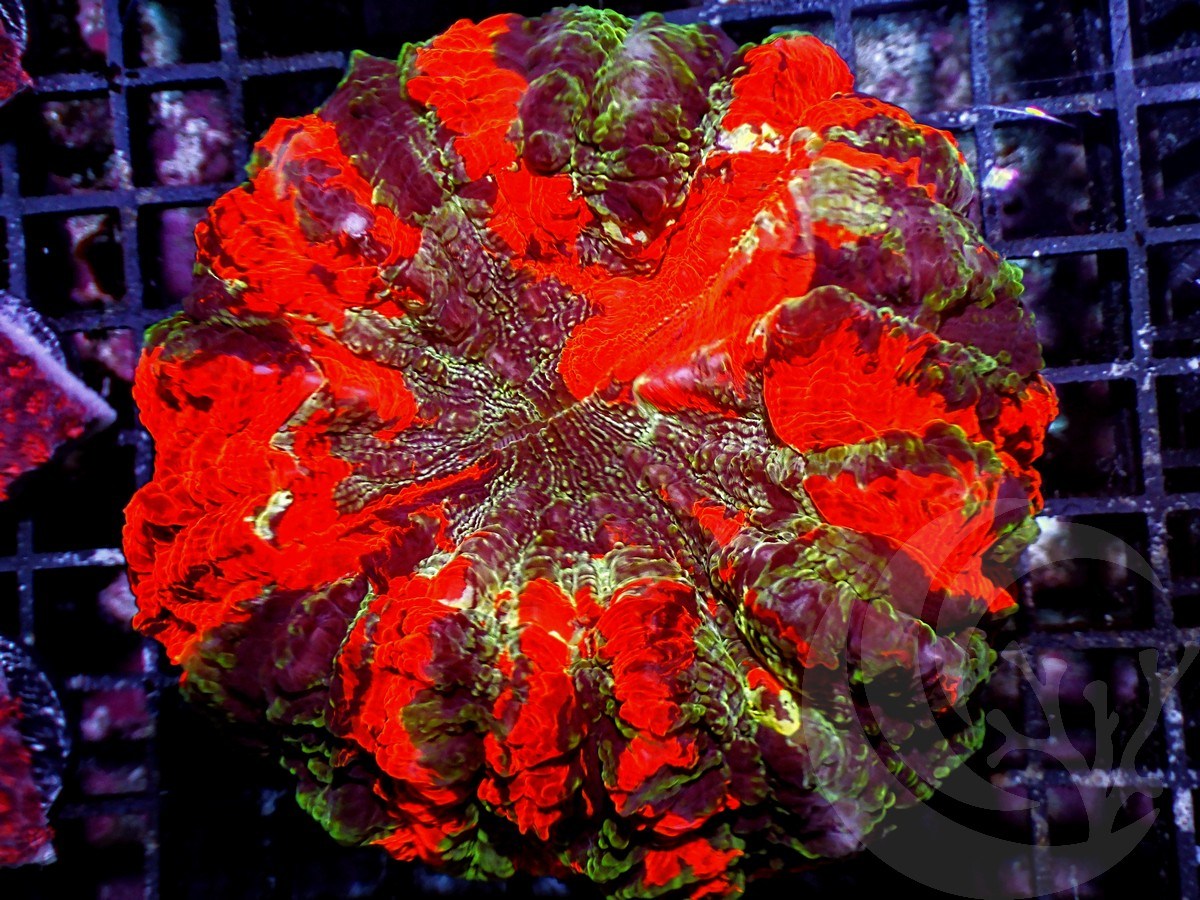 Ultra Rainbow Acanthophyllia