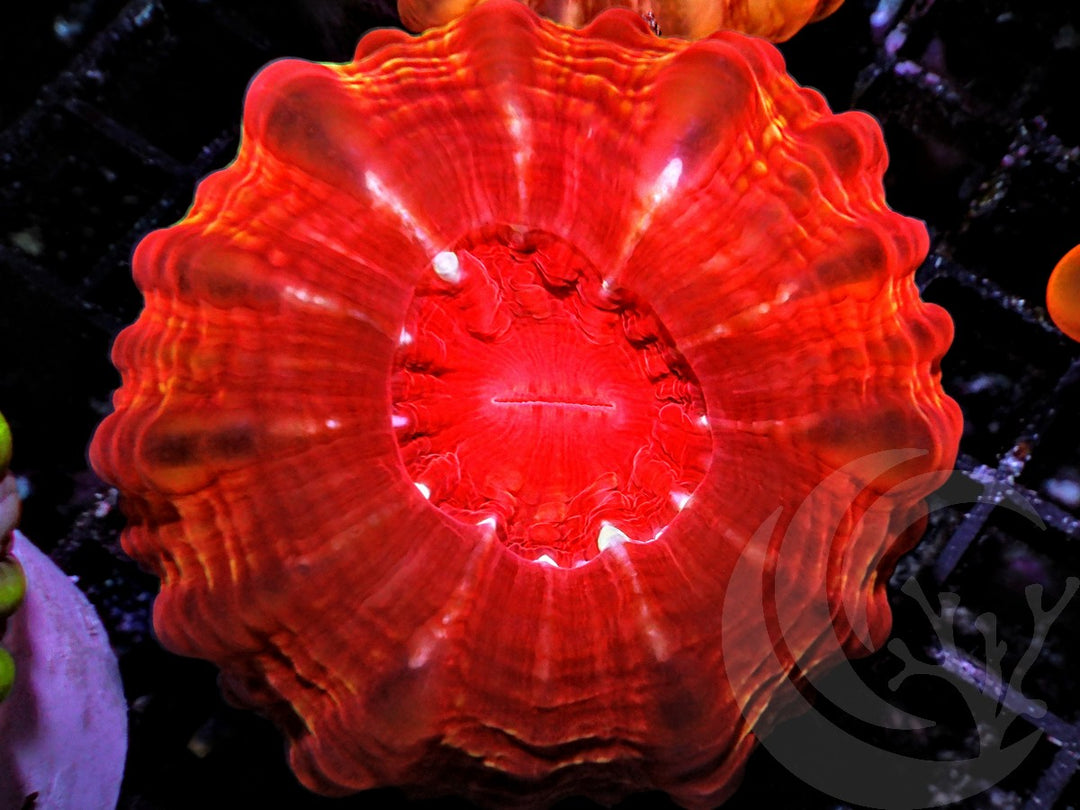 Passion Red Cynarina