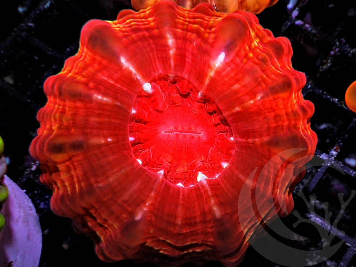 Passion Red Cynarina