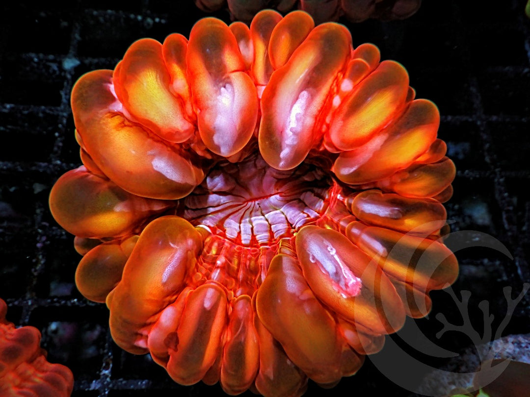 Orange-Red Peek-A-Boo Cynarina