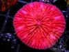 Pink-Red Fungia