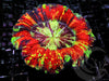 Rainbow Trachyphyllia