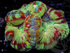 Red Streaked Trachyphyllia