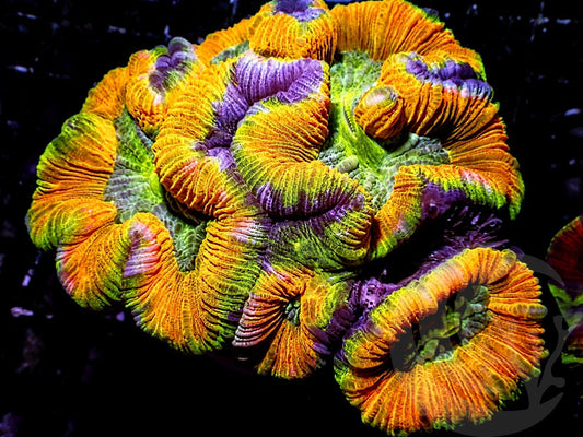 UNUSUAL ONE-OF-A-KIND Super Glowing Orange Trachyphyllia