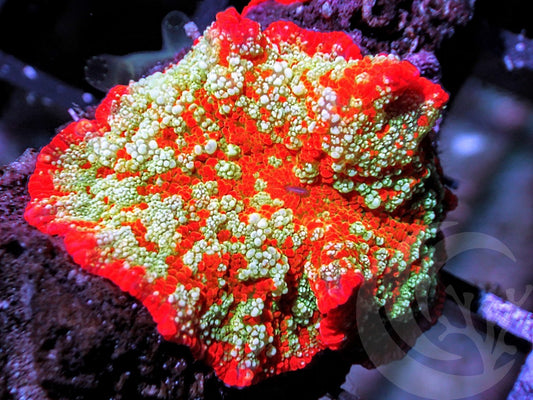 Man On Mars Jawdropper Mushroon
