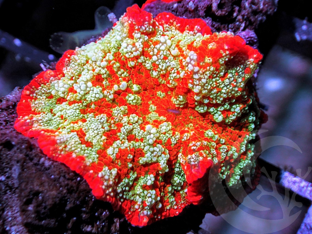 Man On Mars Jawdropper Mushroon