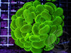 Lime Bubble Coral