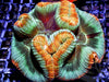 Hot rim Trachyphyllia