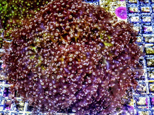 Gold~Orange Frogspawn