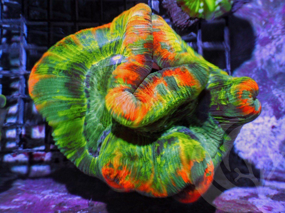 Rainbow rim Trachyphyllia