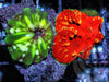 One-Of-A-Kind Gold Speckled Red Blastomussa vivida and Lime Indophyllia Combo