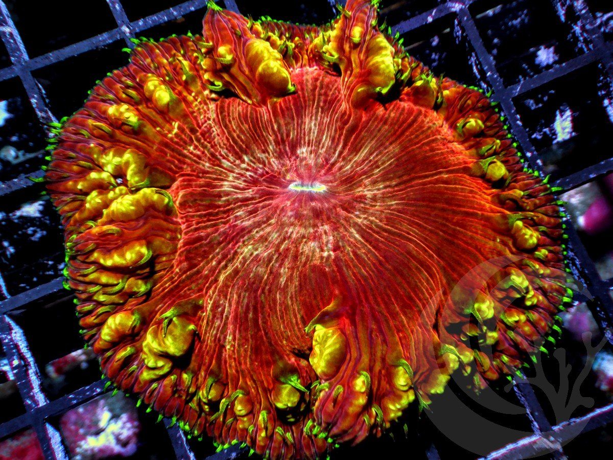 Gold Strike Blastomussa vivida