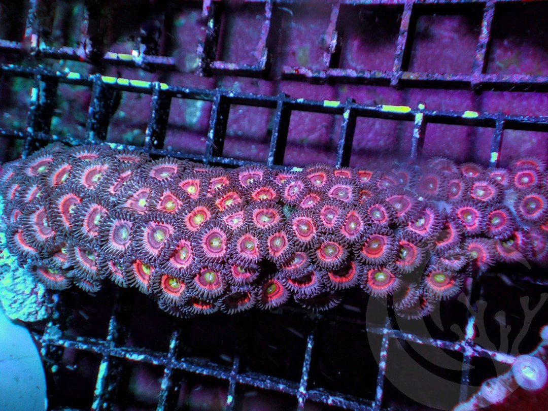 Pink Branching Zoanthids