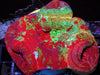 Rainbow Acan bowerbanki