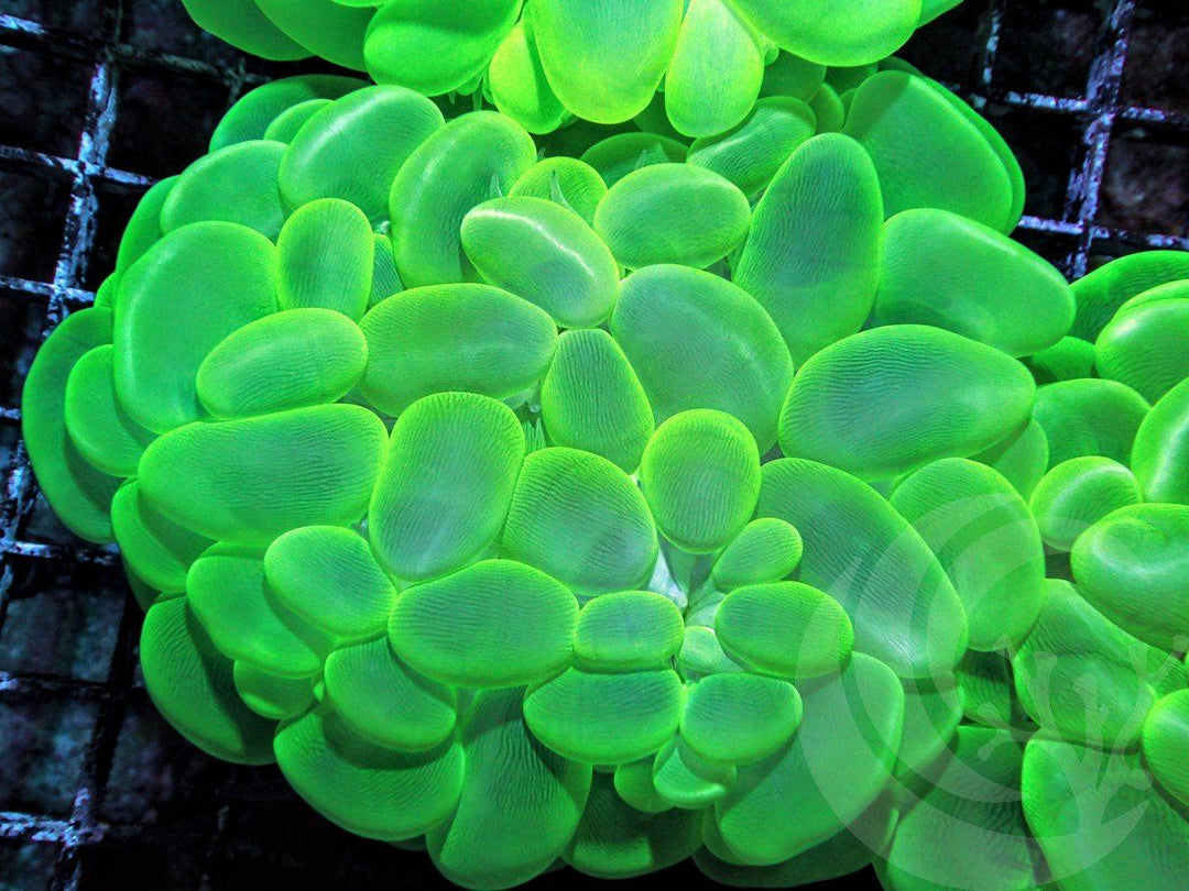 Bright Green Bubble Coral