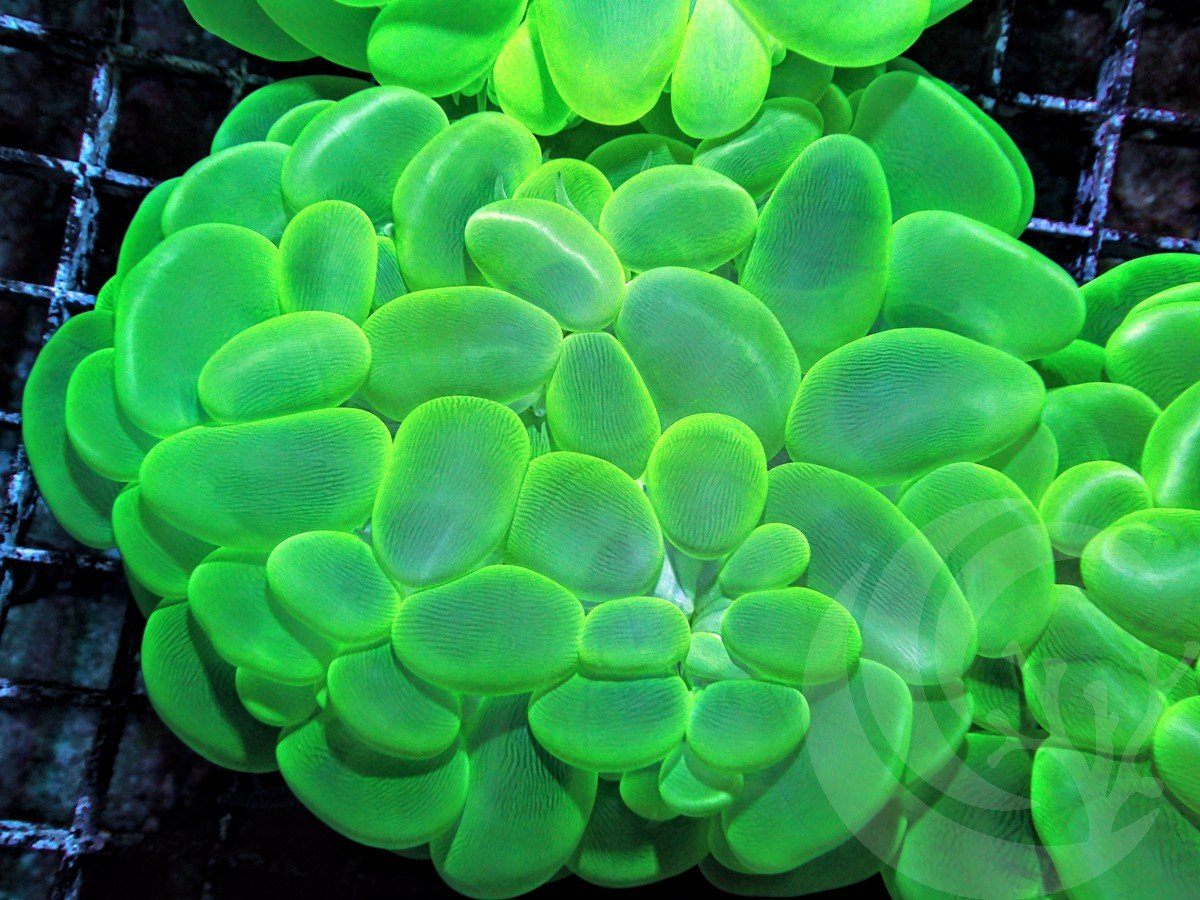 Bright Green Bubble Coral