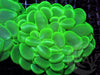 Bright Green Bubble Coral