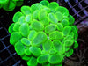 Bright Green Bubble Coral