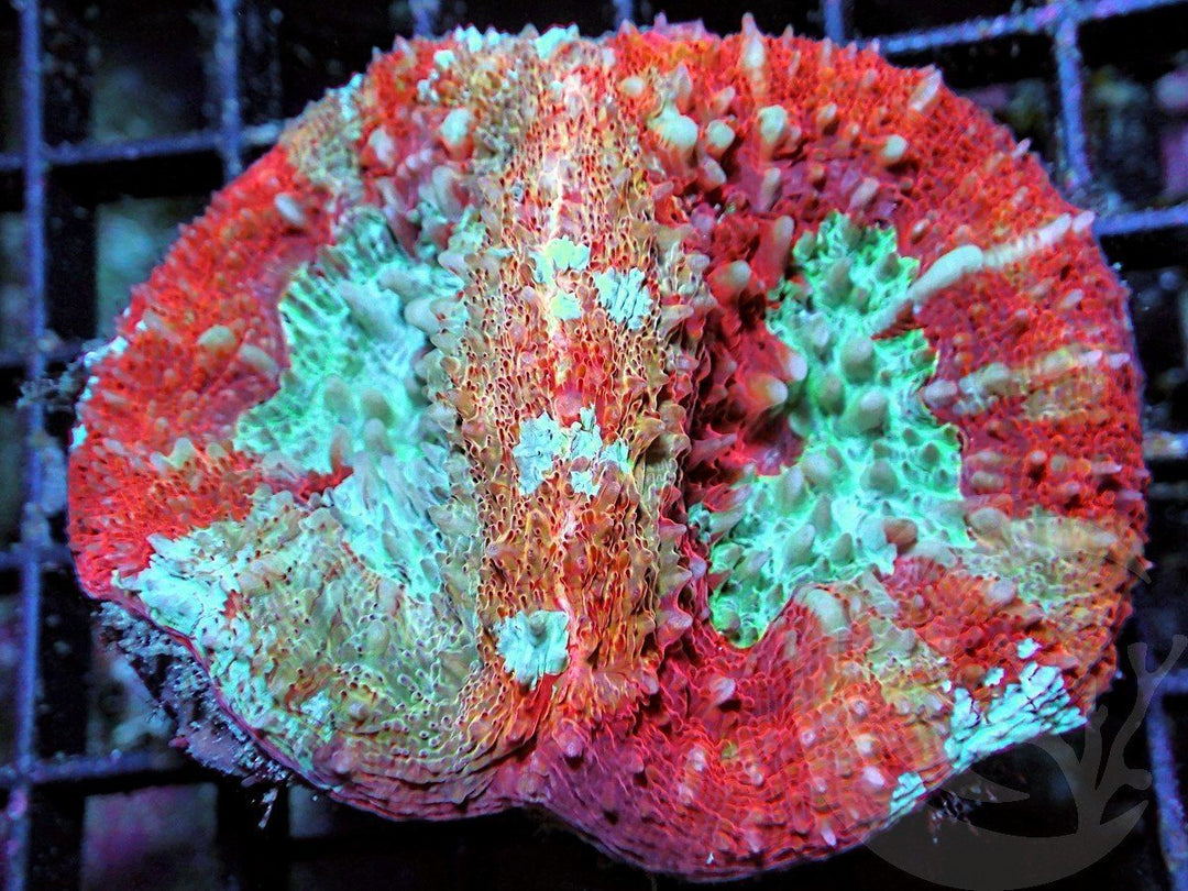Rare Double Scolymia australis