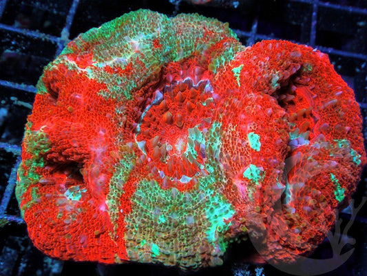 Red-Teal Acan bowerbanki 