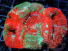 Red-Teal Acan bowerbanki 