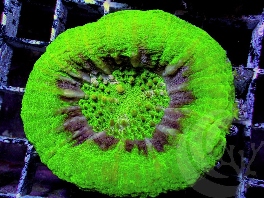 UFO Scolymia australis