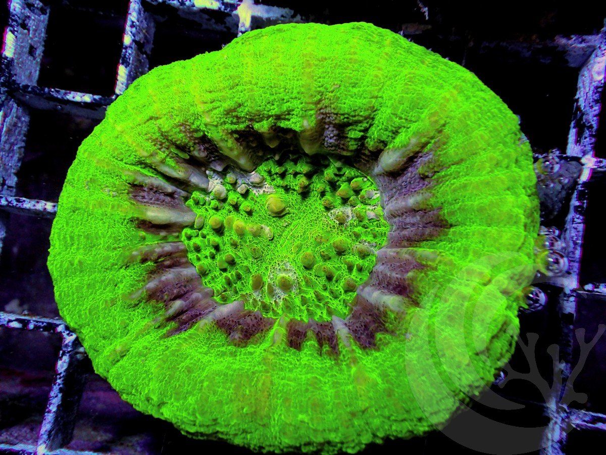 UFO Scolymia australis