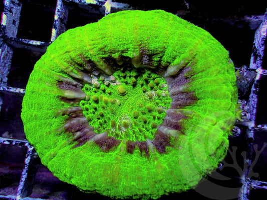 UFO Scolymia australis