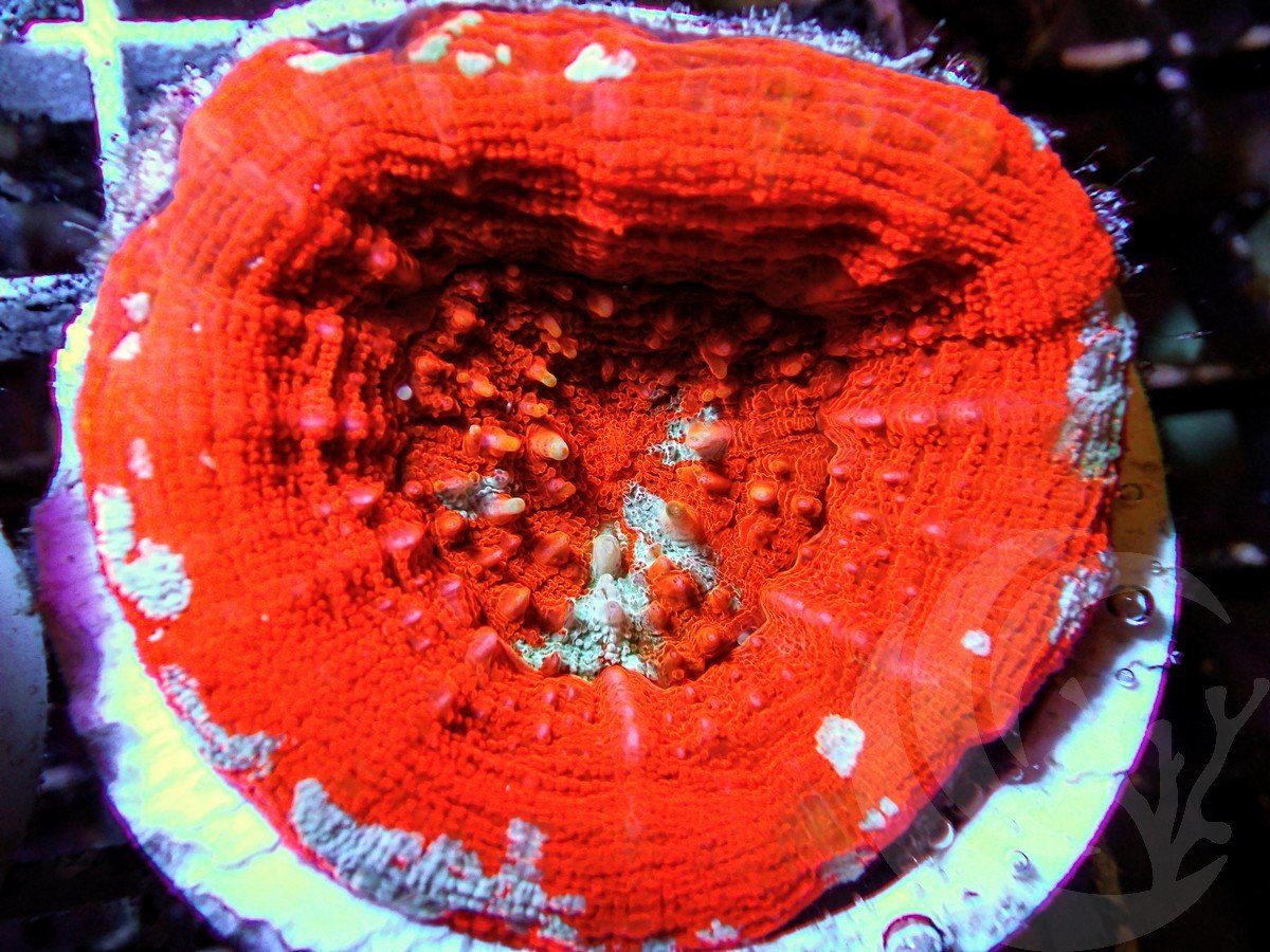 Red Scolymia australis