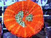 Red-Orange Scolymia australis