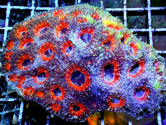 Red Rings Acan echinata