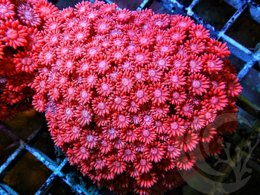 Super Red Goniopora