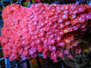 Pink-Red Goniopora