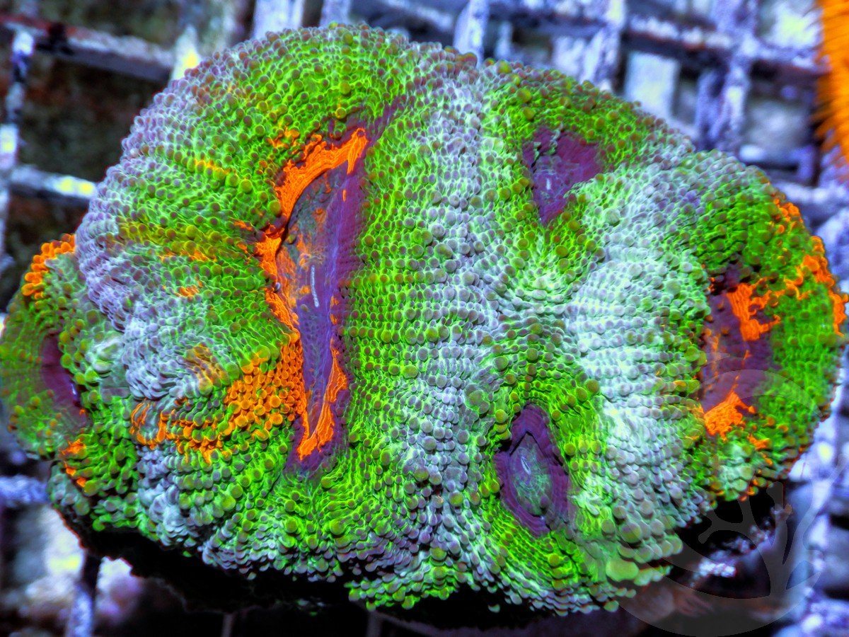 Super Orange Acan bowerbanki