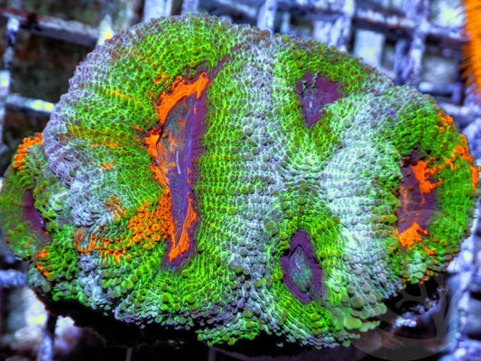 Super Orange Acan bowerbanki