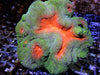 Orange Acan bowerbanki 