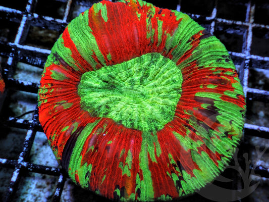 Ultra Tachyphyllia