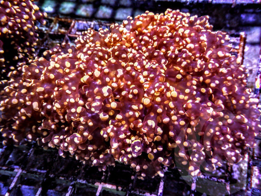 Orange Frogspawn