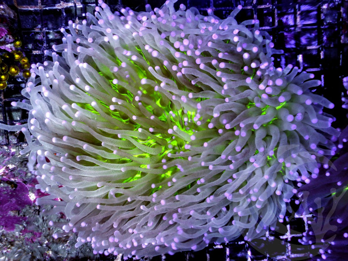 Pink tip Metallic Lime Heliofungia