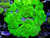 Super Bright Lime Bubble Coral 