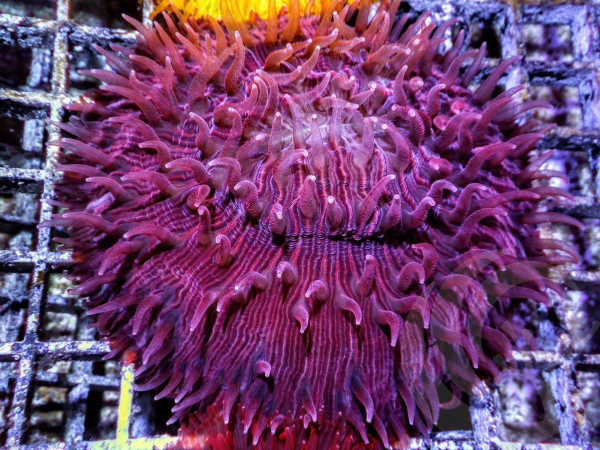 Burgundy Fungia